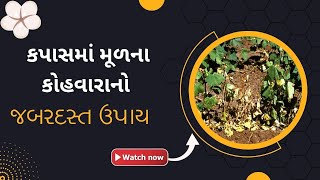 કપાસમાં મૂળનો સડા કરો આ રીતે દૂર |મૂળનો કોહવારો | Cotton Root rot |Kapasma moodno sado