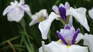 Iris Festival at Mōtsū-ji