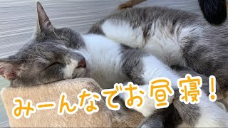 ご飯の後は猫たちと一緒にお昼寝しよう！