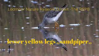 LESSER YELLOW LEGS LODMOOR DORSET