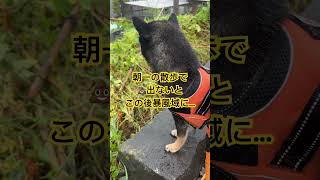 柴犬のトイレ事情(台風ver.) #豆柴