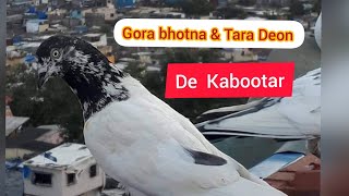 Gora Bhotna#1k  \u0026 Tara Deon#2k  De Kabootar