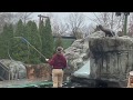 Sea Lion Spring Training at the Saint Louis Zoo