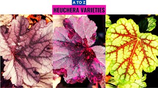 Heuchera Varieties A to Z