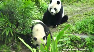 2015/01/05 圓圓與翻滾的圓仔 Giant Panda Yuan Yuan and Yuan Zai takes the tumble