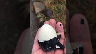 Black Eggs in Japan: Unveiling the Science Behind the Unusual Color😳