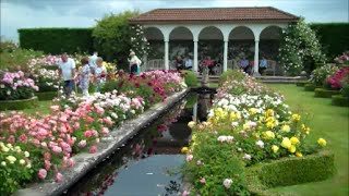 David Austin Rose Garden