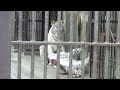 2022.4.23 宇都宮動物園☆ホワイトタイガーのシラナミちゃんとイーサンくん_04