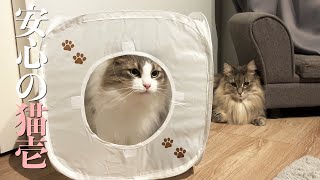 【猫壱】猫にキャットプレイキューブをプレゼントしたらお部屋にされました ノルウェージャンフォレストキャット