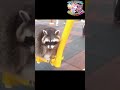 racoon swinging