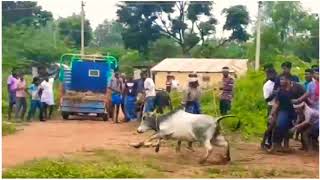 கிள்ளுக்கோட்டை சுந்தர் \u0026 சுரேஜ் மாடு கேடி