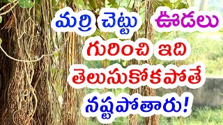 మర్రి చెట్టు  ఊడలు గురించి ఇది తెలుసుకోకపోతే నష్టపోతారు! About Marri chettu in telugu || banyan tree