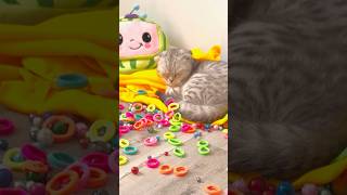 Mila Cat Rubber 🌈⭕️♻️ Reverse Video Cat Episode 213 #shorts #cat #funnycats