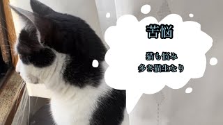 ある猫の粗相について対策してみた