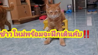 จะฝึกเดินหรือจะหลับคับข้าวใหม่‼️@cats_home @stray_cats