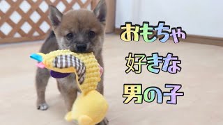 【豆柴】子犬　4/27　男の子♂1　摂州宝山荘　mameshiba dog Puppy （mame shiba inu)