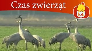 Czas zwierząt - Żuraw + Koziorożec alpejski, dla dzieci Luli TV - Videos for babies