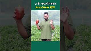 ১ টা ক্যাপসিকাম ৪০০/৪৫০ গ্রাম!