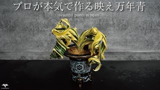 今、話題の植物「万年青」を植え替えてみた。 #おもと