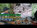 Berburu ayam hutan []malah ketemu lagi burung merak Hijau Jawa