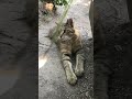 猫じゃらしで遊んだら手の動きが可愛い過ぎた薄キジ猫 shorts