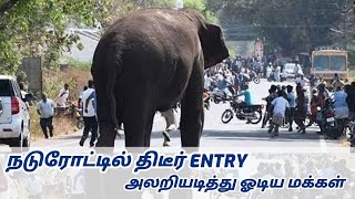 ஊட்டி செல்லும் மக்களே ஜாக்கிரதை - ஹாயாக சாலையை கடந்த யானைகள் #tiruppur #ooty #elephant #mettupalayam