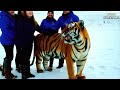 siberian tiger covered in millions of barnacles and parasites the rescue was unbelievable