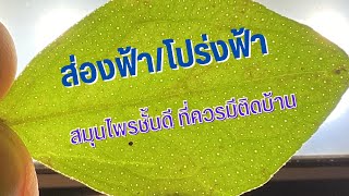 ส่องฟ้า/โปร่งฟ้า  สมุนไพรชั้นดี ที่ต้องมีไว้ติดบ้าน #กินผักเป็นยา