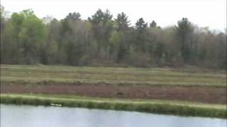 Muskoka Cranberry Bog