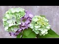 ABC TV | How To Make Hydrangea Paper Flower #1 | Flower Die Cuts - Craft Tutorial