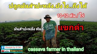 แขกดำ อายุ 50 วัน#ปลูกมันสำปะหลังยังไง..ถึงได้ 10-12 ตัน/ไร่ # cassava farmer in thailand