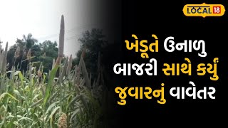 mahesana News |ખેડૂતે ઉનાળુ બાજરી સાથે કર્યું જુવારનું વાવેતર, આ થયો ફાયદો| #local18