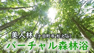 【VR】新緑の美人林（十日町市 松之山）【バーチャル森林浴】