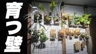 【賃貸DIY】壁を傷つけずに作る、植物が元気に育つ壁 [ビカクシダ][観葉植物][多肉植物]