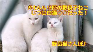 かわいい3匹の野良子ねこ じつは白猫○○だった！