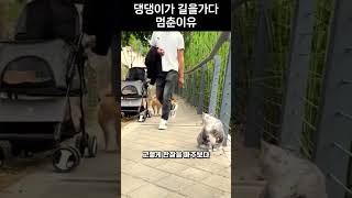 길을가다 댕댕이가 멈춘 이유