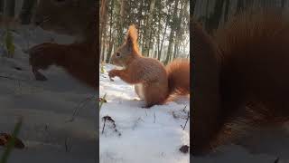 ❄️Mr Bunny - wiewiórka zimą🌰❄️🐿#shorts #wiewiórka #zima #winter #redsquirrel #squirrel #snow