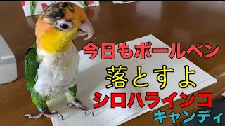 今日もボールペン落とします！シロハラインコのキャンディ