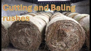 Cutting and baling rushes