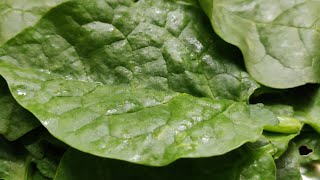 ಬಸಳೆ ಸೊಪ್ಪಿನ ಸಾಸಿವೆ(in just 8 min)Summer special|Healthy tasty\u0026easy|Malabar spinach Raita recipe