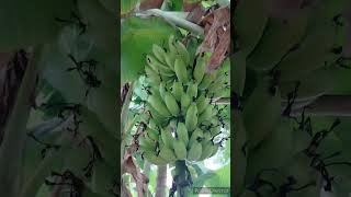 என் வீட்டு வாழை மரம் #banana #bananatree #bananas #வாழை #வாழைப்பழம் #வாழைமரம்