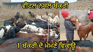 9915225395 ਵੀਟਲ ਨਸਲ बकरी ਵਿਕਾਊ ਹੈ