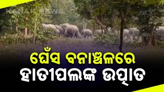 Herd Of Elephants Wreak Havoc In Padampur Area