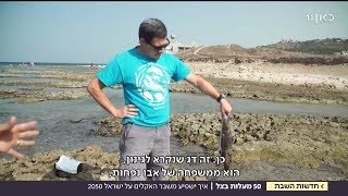 מזג אוויר קיצוני ובעלי חיים נעלמים: מה יקרה כשישראל תתחמם?