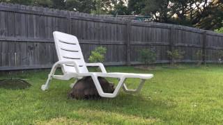 Tortoise moving a lawn chair