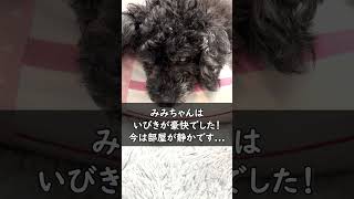 愛犬の豪快ないびき!? Exciting snoring【老犬と過ごす日常】#shorts