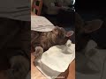 Cats fall off #music #cat #funny #funnyshorts #funnyvideo