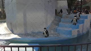 上野動物園　ペンギン