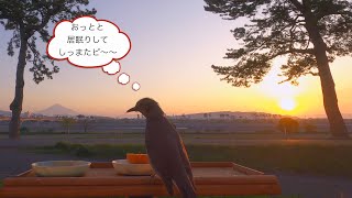 ひよどりのひよえちゃんは おっとと 居眠りしてしっまた ピー 🐥🐤 Hiyoe-chan of Bulbul isI fell asleep ピー 🐣ひよどり食堂その18  【野鳥・ヒヨドリ】