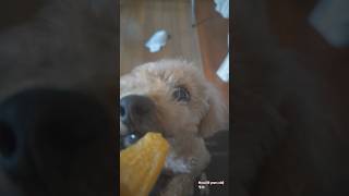 高齢犬のえっ!?嘘だろ w #shorts #dog #犬 #シニア犬 #トイプードル #老犬 #slowmotion #高齢犬